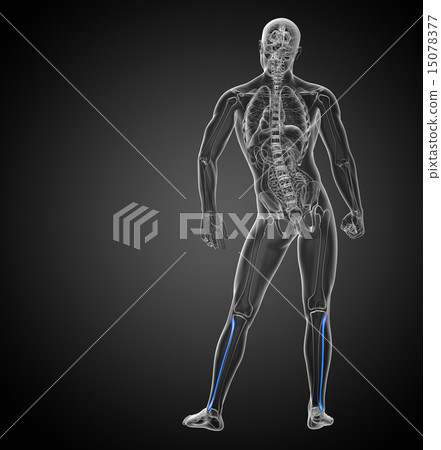 3d render illustration of the fibula bone 3d render illustration of the fibula bone 15078377
