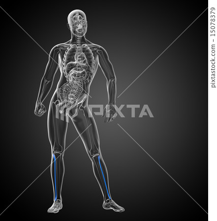3d render illustration of the fibula bone 15078379