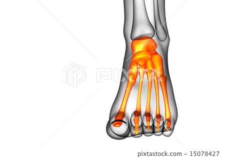 3d render medical illustration of the foot bone 15078427