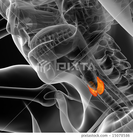 3d render  illustration of the thyroid gland 15078586