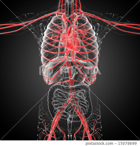 3d rendered medical illustration of a human heart 3d rendered medical illustration of a human heart 15078699