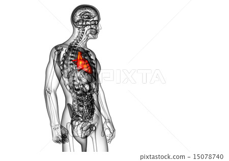 3d rendered medical illustration of a human heart 3d rendered medical illustration of a human heart 15078740