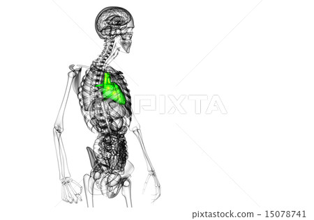 3d rendered medical illustration of a human heart 3d rendered medical illustration of a human heart 15078741