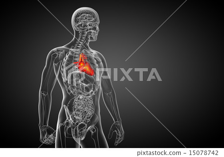 3d rendered medical illustration of a human heart 3d rendered medical illustration of a human heart 15078742