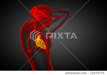 3d rendered medical illustration of a human heart 3d rendered medical illustration of a human heart 15078774