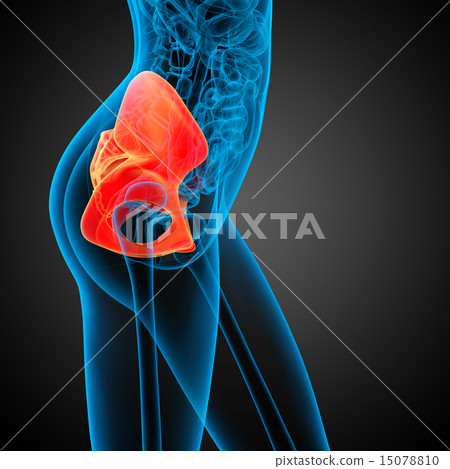 3D medical illustration of the hip bone 15078810