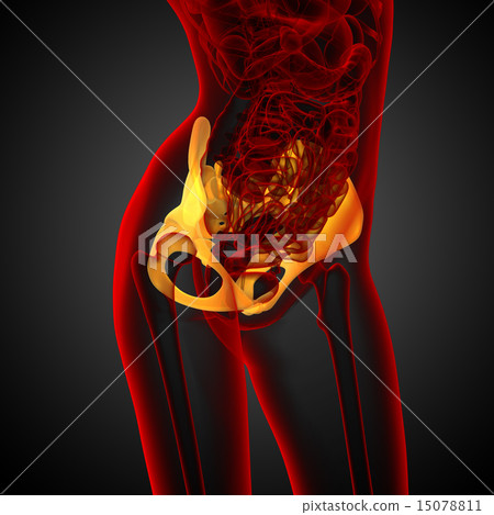 3D medical illustration of the hip bone 3D medical illustration of the hip bone 15078811