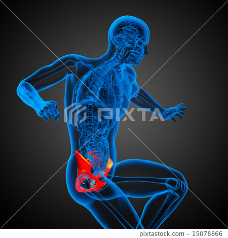 3D medical illustration of the hip bone 15078866