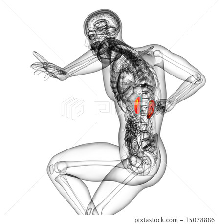 3d render medical illustration of the kidney 15078886