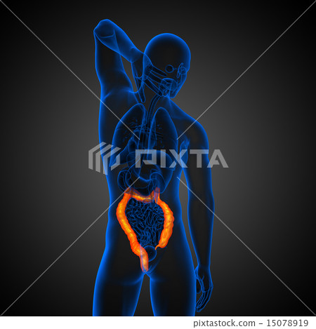 Human digestive system large intestine 15078919