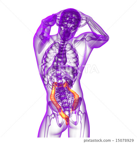 Stock Illustration: Human digestive system large intestine