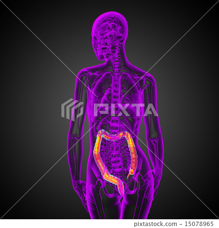 Human digestive system large intestine Human digestive system large intestine 15078965