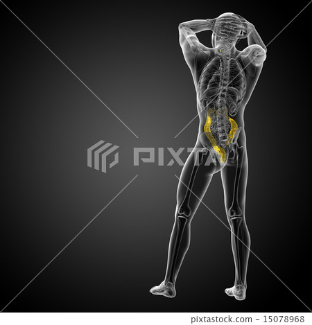 Human digestive system large intestine Human digestive system large intestine 15078968