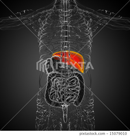 3d render medical illustration of the liver 15079010