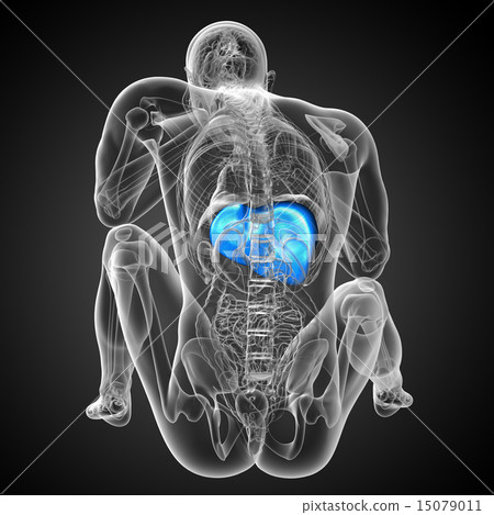 3d render medical illustration of the liver 15079011