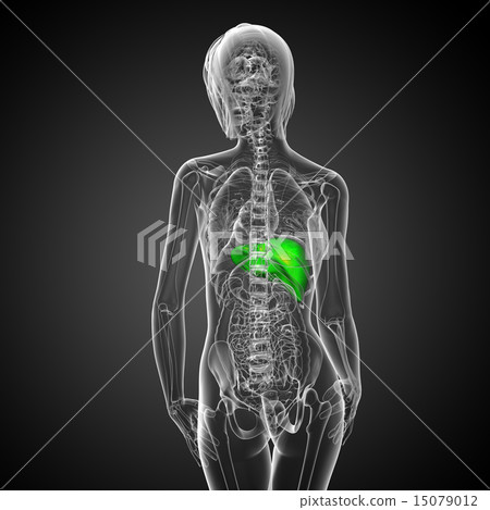 3d render medical illustration of the liver 15079012