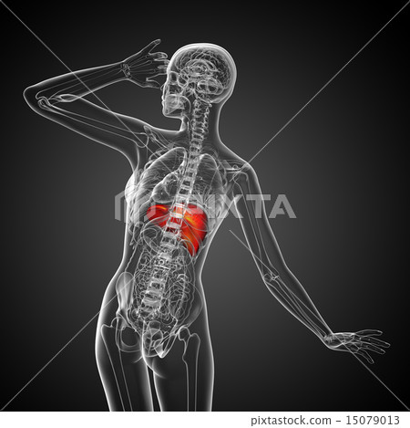 3d render medical illustration of the liver 15079013