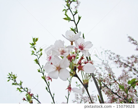 Cherry Blossoms Cherry Blossoms 15079028
