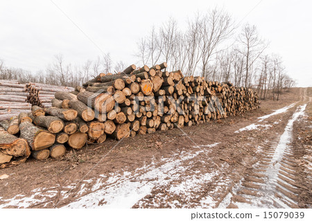 Big pile of wood in the forest Big pile of wood in the forest 15079039