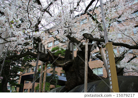 Ishibakura cherry 15079217
