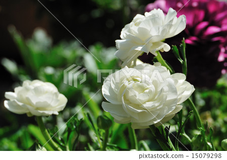 Pure white Ranunculus Pure white Ranunculus 15079298