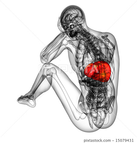 3d render medical illustration of the liver 15079431