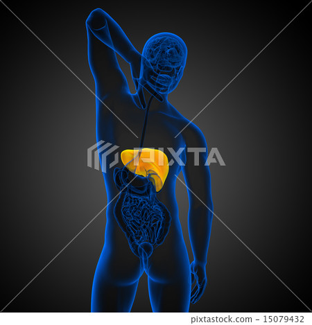 3d render medical illustration of the liver 15079432