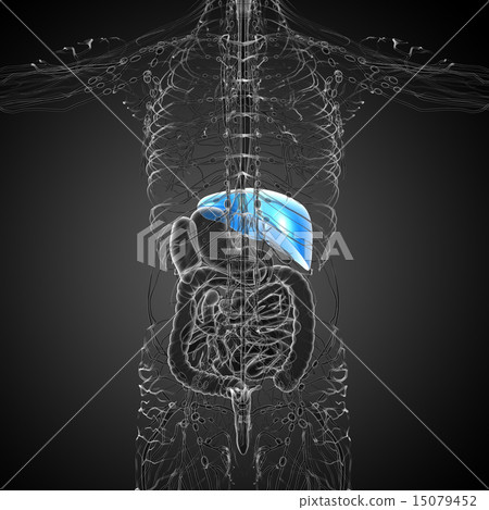 3d render medical illustration of the liver 15079452