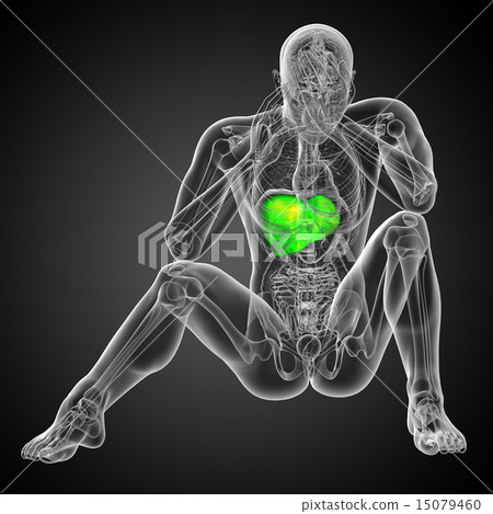 3d render medical illustration of the liver 3d render medical illustration of the liver 15079460