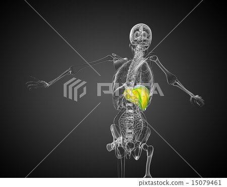 3d render medical illustration of the liver 3d render medical illustration of the liver 15079461