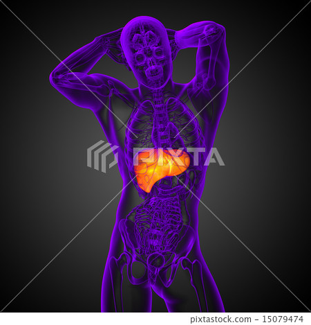 3d render medical illustration of the liver 3d render medical illustration of the liver 15079474