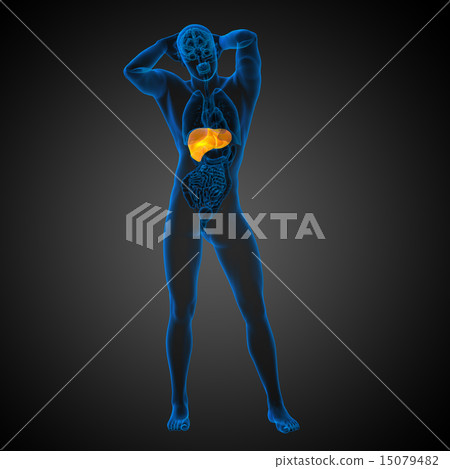3d render medical illustration of the liver 15079482