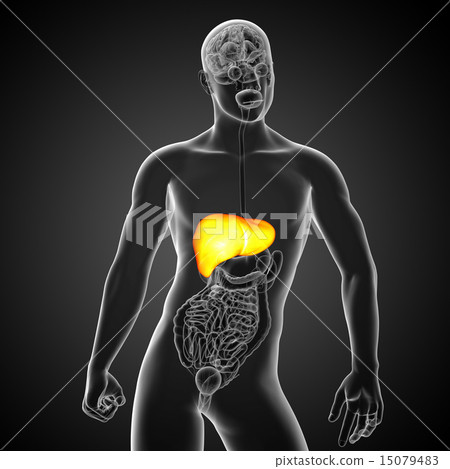 3d render medical illustration of the liver 15079483