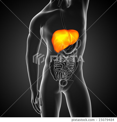 3d render medical illustration of the liver 15079484