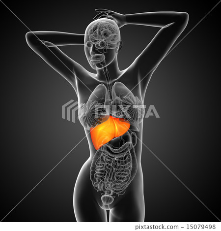 3d render medical illustration of the liver 3d render medical illustration of the liver 15079498
