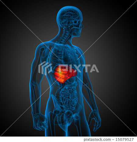 3d render medical illustration of the liver 15079527