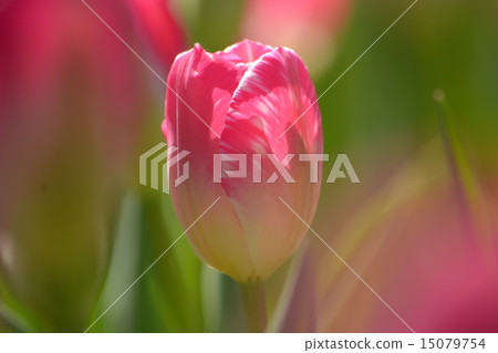 Tulip 15079754