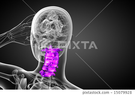 3d render illustration of the cervical spine 3d render illustration of the cervical spine 15079928