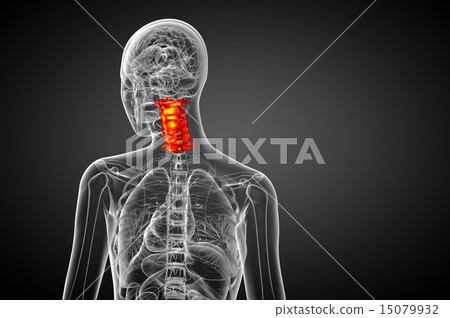 3d render illustration of the cervical spine 15079932