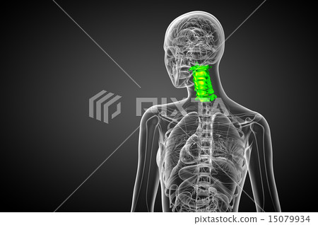 3d render illustration of the cervical spine 15079934