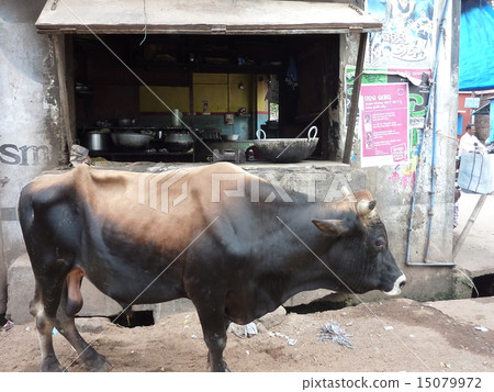Cow at the shop at the pulley 15079972