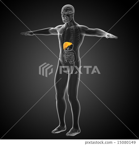 3d render medical illustration of the liver 15080149