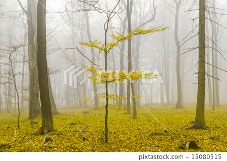 Fantasy forest with fog and yellow leaves 15080515