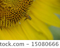 與蜜蜂的向日葵 15080666