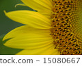 向日葵 15080667