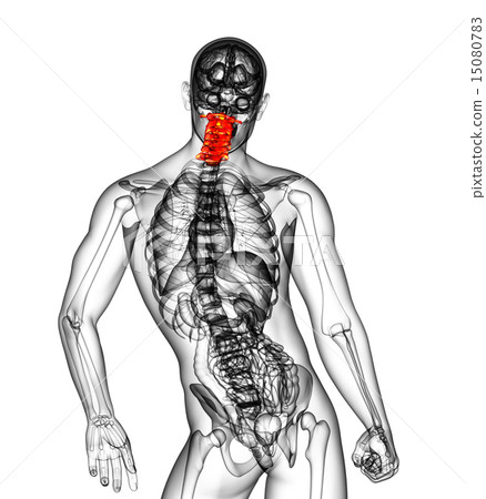 3d render illustration of the cervical spine 15080783