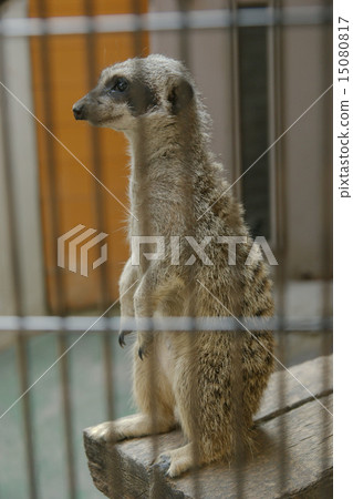 Miya Cat Miya Cat 15080817