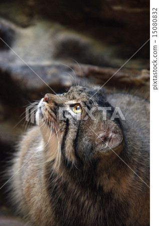 Looking up a manur cat 15080832