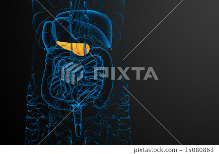 illustration of the gallblader and pancrease 15080861