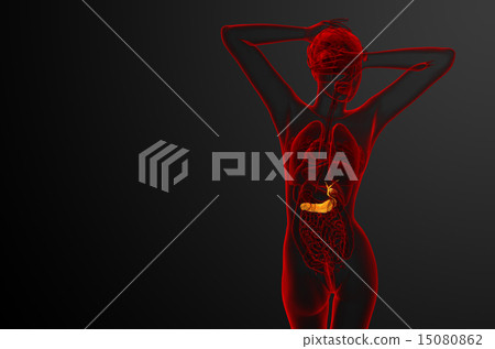 illustration of the gallblader and pancrease illustration of the gallblader and pancrease 15080862